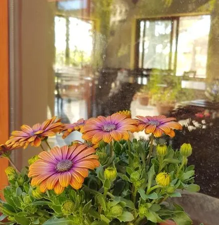 La Mandragola Relais Oda ve Kahvaltı