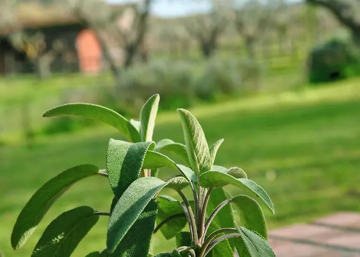 La Mandragola Relais Bed & Breakfast *