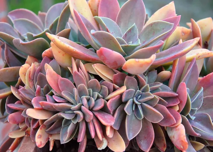 Bed & Breakfast La Mandragola Relais Crotone