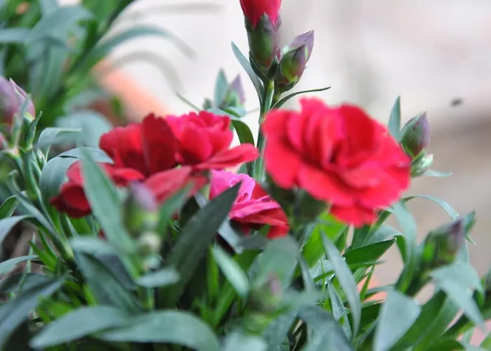 Bed & Breakfast La Mandragola Relais