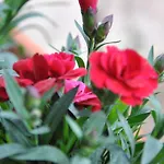 Bed & Breakfast La Mandragola Relais