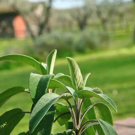 La Mandragola Relais Nocleg ze śniadaniem *