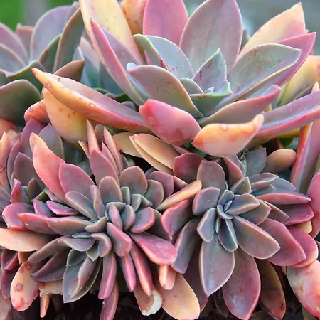 Bed & Breakfast La Mandragola Relais Crotone