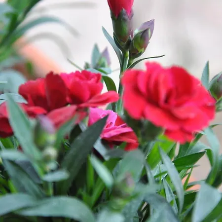 Nocleg ze śniadaniem La Mandragola Relais