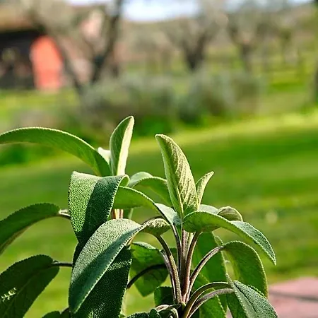 B&B La Mandragola Relais *