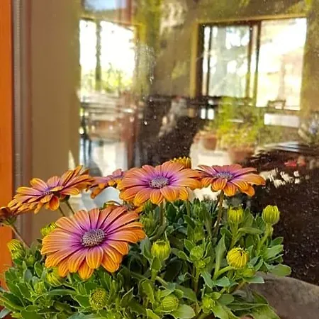 La Mandragola Relais