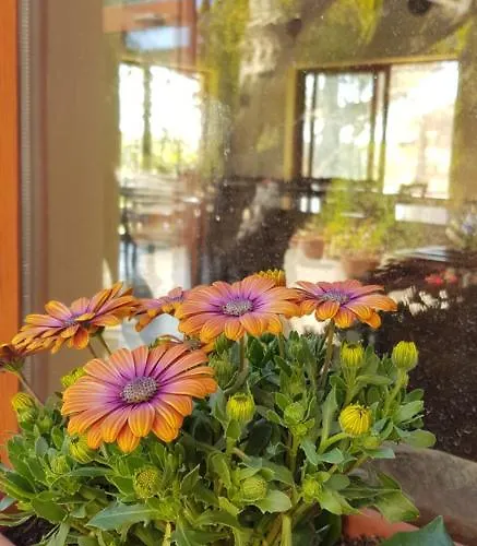 La Mandragola Relais Frühstückspension